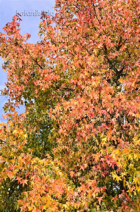 Image American Sweetgum Liquidambar Styraciflua 525424 Images Of