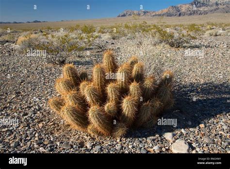 Nevada desert cacti hi-res stock photography and images - Alamy