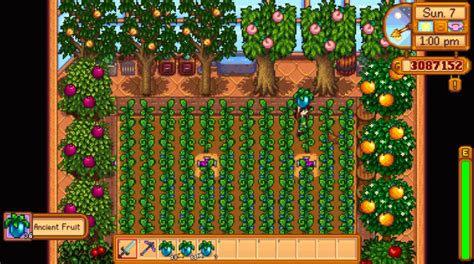 Stardew Valley Ancient Fruit Guide [2023]