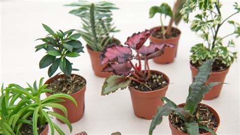 Baby Houseplants : Mulhall's