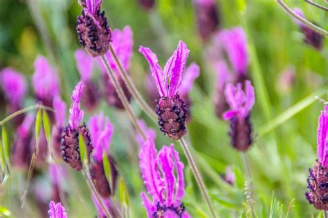 Kuif Lavendel Teelt Verzorging Overwintering Agri World