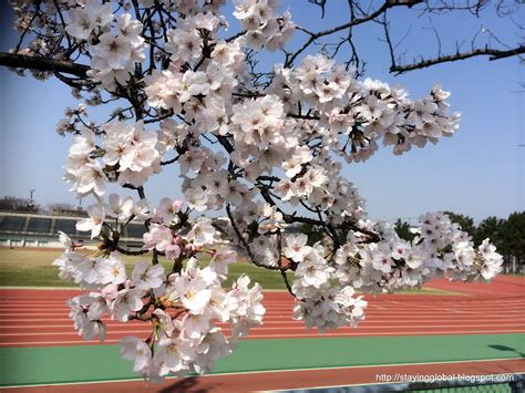 A Global Life: Nagoya : Cherry Blossoms near Yamazaki River