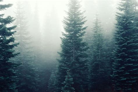 Free Stock Photo Of Firs Fog Foggy