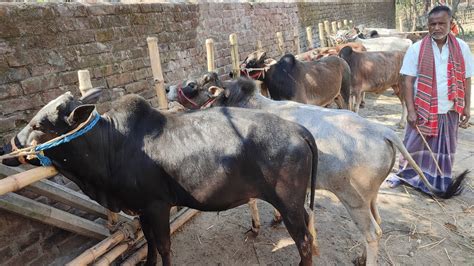 আজ ২৯ ফেব্রুয়ারী কুরবানী টার্গেটে খামার উপযোগী ষাঁড় ও হাড্ডিসার