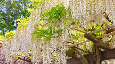 How To Make A Wisteria Umbrella A Creative DIY Guide