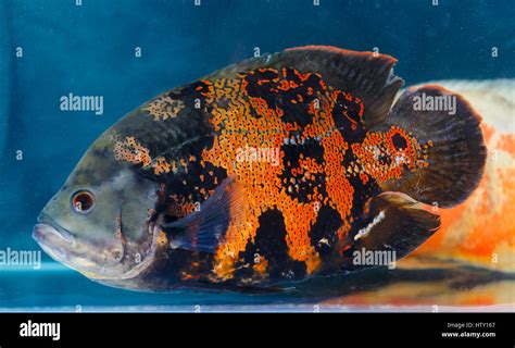 Astronotus Ocellatus Oscar Fisch Das Aquarium Fische Deren Arten