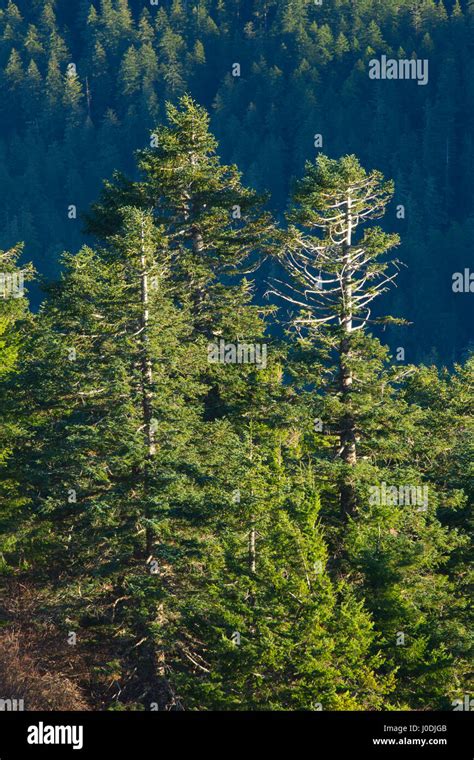 Noble Fir Abies Procera On Marys Peak Marys Peak Scenic Botanical Area Siuslaw National