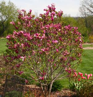 Magnolia x ‘Susan’ – My Everchanging Garden Blog