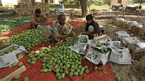 Export gloom sours Pakistan's prized mango season | CTV News