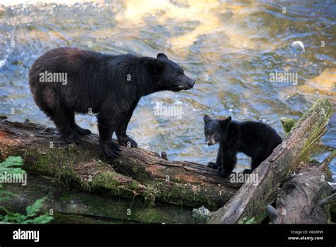 Black Bear Ursus Americanus Mother With Cub Along Anan Creek Tongass