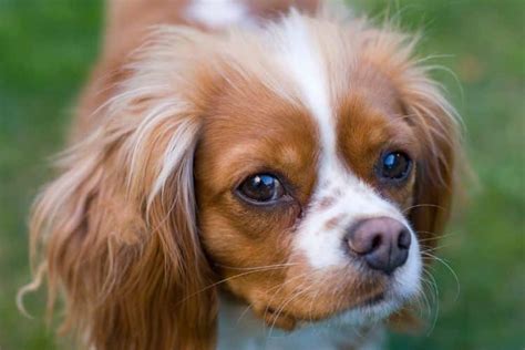 The Best Cavapoo Haircuts Lots Of Pics And Grooming Tips