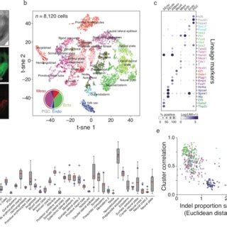 Single Cell Lineage Reconstruction Of Mouse Embryogenesis A