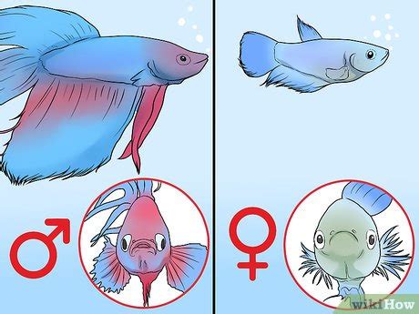 How To Determine The Sex Of A Betta