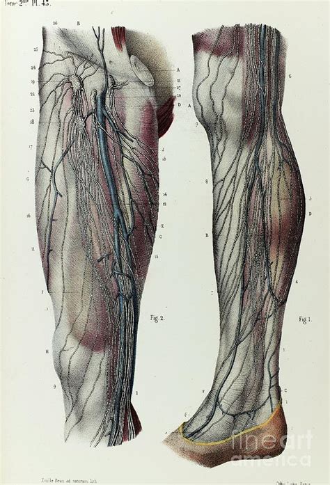 Leg Lymphatic Vessels Photograph By Science Photo Library Pixels