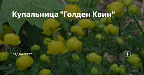 Купальница "Голден Квин" | Сад на ветру | Дзен