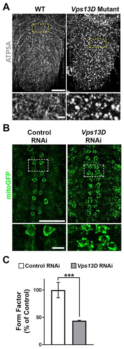 Mutations in VPS13D lead to a new recessive ataxia with spasticity and ... 