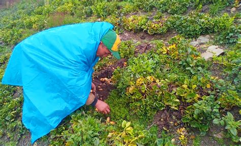 Más de 7 mil agricultores afectados por las heladas son beneficiados