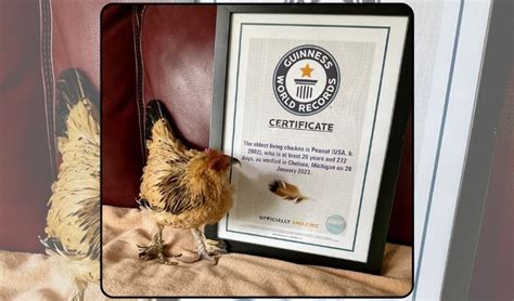 World S Oldest Living Chicken Is Over 21 Years Old