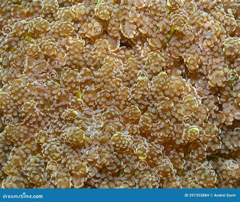 Solid Coral Details, Macro Shot. Closeup Photo of Coral Reef Underwater ...