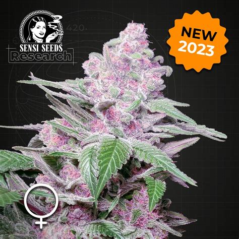 10 Strains Launched By Sensi Seeds In 2023 Sensi Seeds