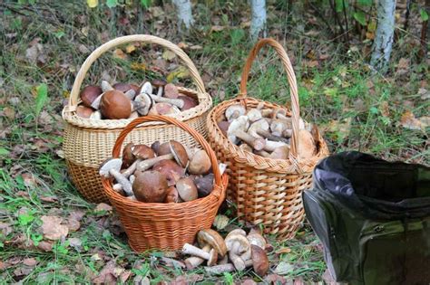 Mushroom Bag Picking Rucksack Morels Foraging Basket Mushroom Hunting