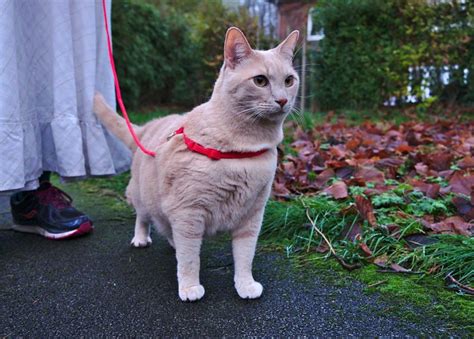 7 Best Cat Harness Picks for Safe Walks - Toy Pet Reviews