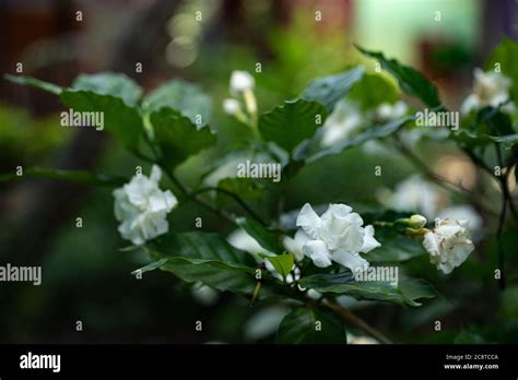 Gardenia Jasminoides White Big Flower And Green Leaf Stock Photo Alamy