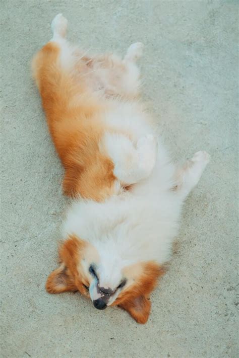 Why Do Dogs Roll On Their Backs 5 Cute Reasons