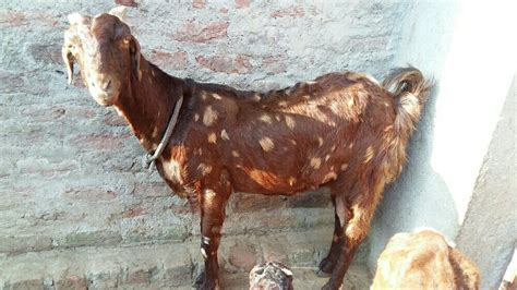 Brown Multy Sirohi Female Goat At Rs Kilogram In Bhilwara Id