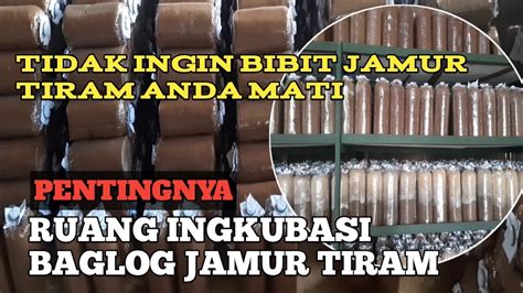 PENTINGNYA KUMBUNG INGKUBASI BAGLOG JAMUR TIRAM YouTube