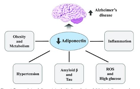 Downregulation of adiponectin involved in the mechanism of Alzheimer's ...