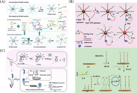 Dna Walkers In Connection With Tumor Derived Vesicles Ijn