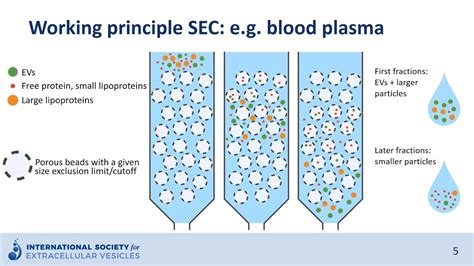 Size Exclusion Chromatography To Isolate Extracellular Vesicles Youtube