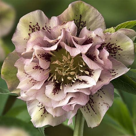 Морозник Double Ellen Spotted Pink (Дабл Елэн Спатід Пінк)🌱 - купити ...