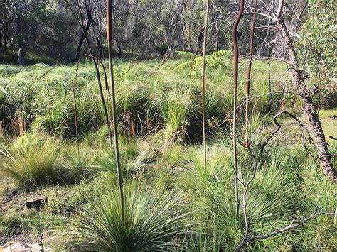 Grass Tree - Bushcraft Survival Australia