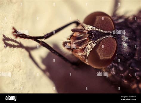 Macro fly eyes Stock Photo - Alamy