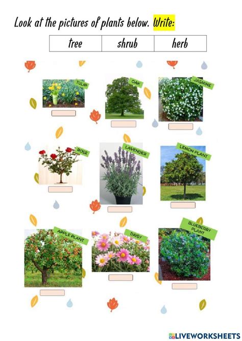classification  plants  herbs shrubs  trees  harold olmstead