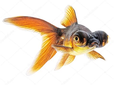 Globe Eye Goldfish — Stock Photo © Vangert 36855241