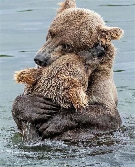 Bear hug : r/bearsdoinghumanthings