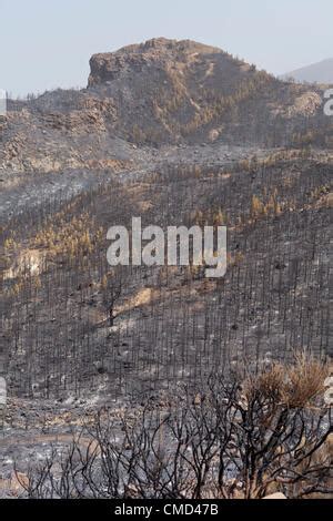 Forest Fire Aftermath Burnt Charred Trees In Usa Black Dry Burned