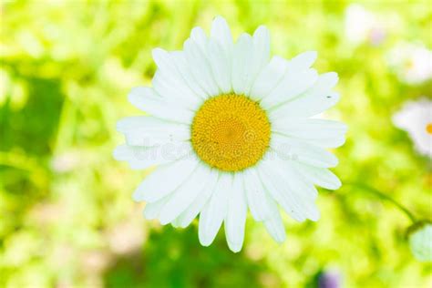 White Chamomile Flower On Sunny Meadow Close Upblooming Chamomile