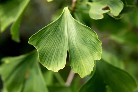 20 Surprising Ginkgo Tree Facts to Tantalize Your Brain - Garden and Happy