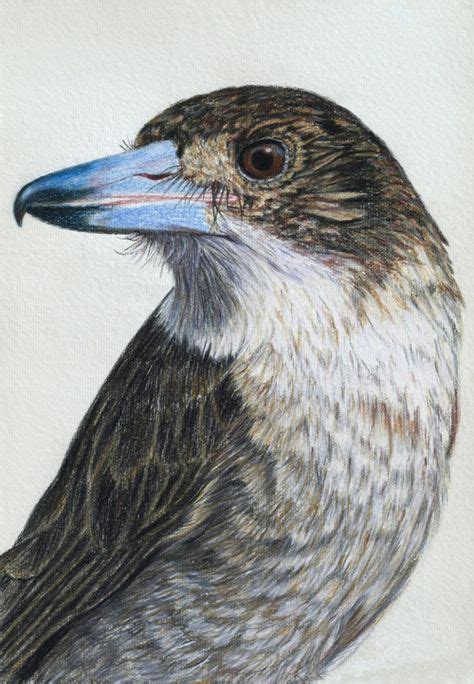 Butcher Bird 30 X 21 Cm Drawing Carbothello Pastel On Handmade Paper