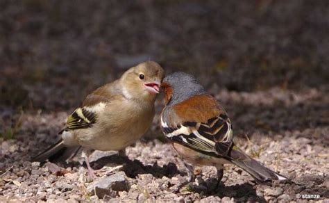 Let's Learn More About The Nevada State Bird. (In-Depth ID Guide)