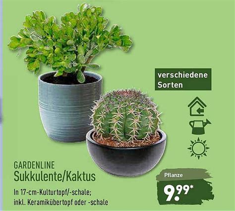 Gardenline Sukkulente Kaktus Angebot Bei Aldi Nord Prospekte De