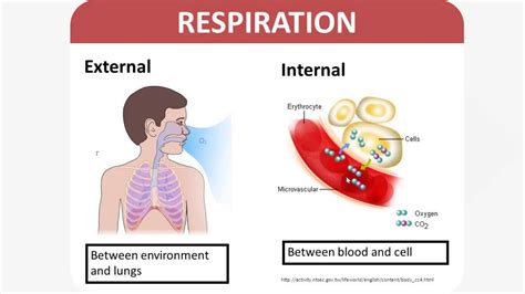 Internal And External Respiration YouTube