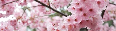 Hokkaido Cherry Blossom Season Arrives in Record Time | Niseko Central