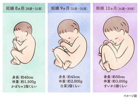 妊娠後期はいつから？症状やおすすめの過ごし方、臨月について知っておこう 健康サイト