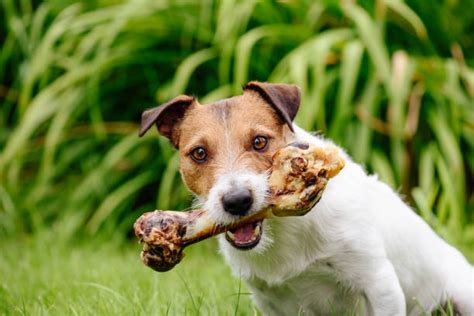 Dog Bone Stock Photos, Pictures & Royalty-Free Images - iStock