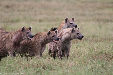 Unravelling The Elaborate Sex Lives Of Spotted Hyenas Africa Geographic